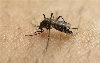 Aedes aegypti mosquito. (Image: Associated Press)